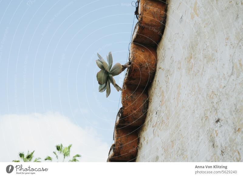 Succulent grows out of old roof succulent Roof Old Sky Spain Blue sky Summer Sun old building Plant
