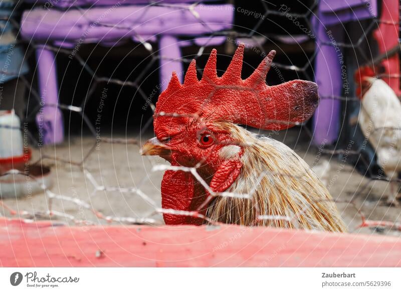 A rooster with a proud comb in a purple coop Rooster Comb Pride Red Barn fowls Chicken coop Poultry chief boss Man Coil gender Bird Farm Beak Pet naturally