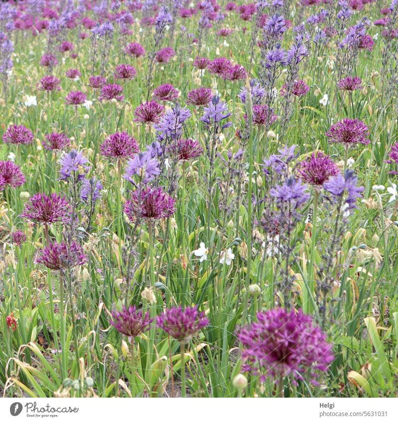 Spring flower field Flower Blossom ornamental garlic allium Flower field blossom wax Plant Nature Violet Blossoming Esthetic Deserted purple Exterior shot