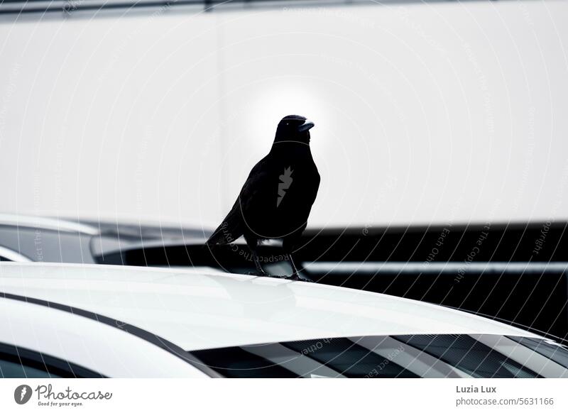 A crow sits on the roof of a parked car Car roof Crow Exterior shot Reflection Motoring Means of transport Vehicle Transport Road traffic birds Bird Rook urban