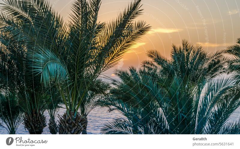palm branches against the dawn sky Egypt Red Sea Sharm El Sheikh abandoned background beach beach without people blue climate closed clouds color dark