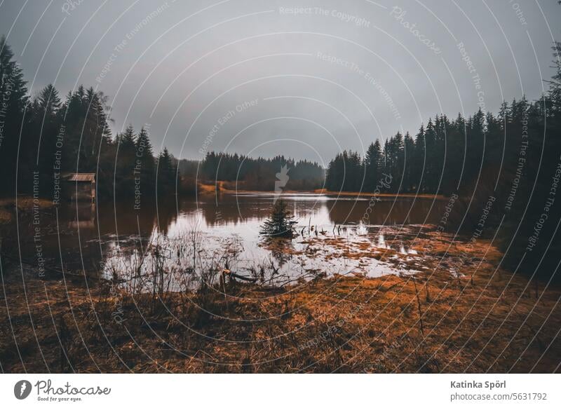 The pond in the forest with hut Pond Shore of a pond Hut Forest Nature Gloomy dreariness Dark Water Exterior shot Landscape Tree Loneliness Franconian Forest