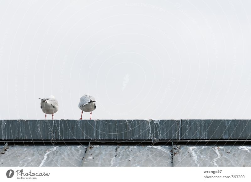 back Animal Sky Autumn Roof Roof ridge Wild animal Bird Seagull Gull birds 2 Gray Together Back Rear view Hind quarters Pair of animals bottom view Colour photo