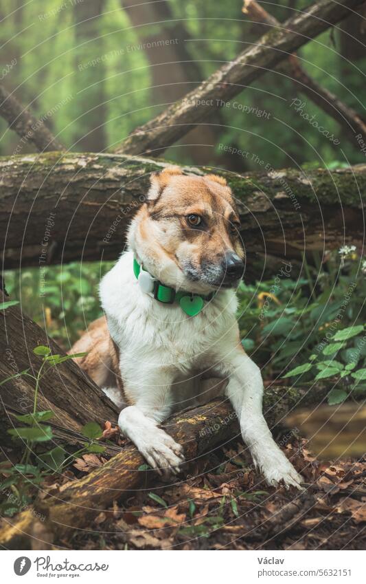 Portrait of a White and brown dog with a sad expression in a woodland covered with flowering bear garlic. Funny views of four-legged pets training love