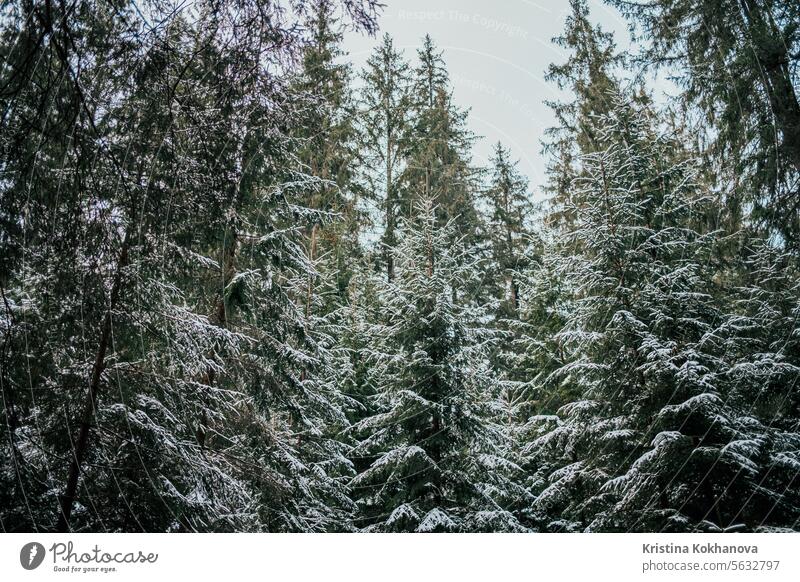 Pine,evergreen spruce branches covered by snow,hoarfrost. Snowbound conifer tree cold forest winter frozen landscape pine nature weather aerial season snowy