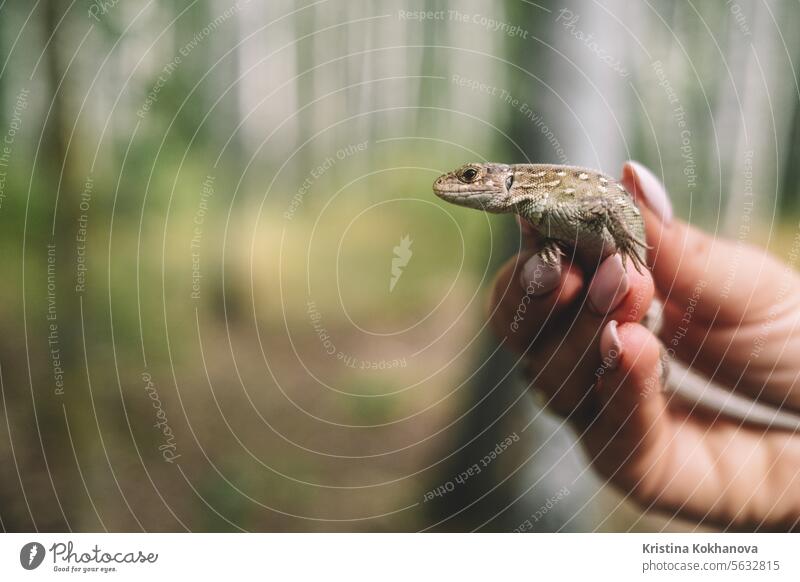 Lizard in female hands. Beautiful reptile. Exotic tropical animals concept. baby background beautiful black brown chameleon chameleon isolated chameleon lizard