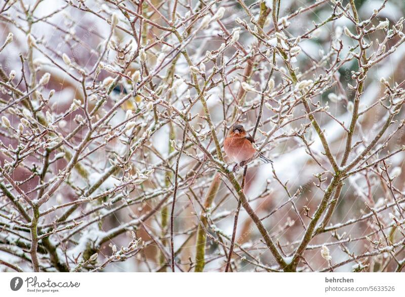 winter warmth Small Cold Snow Branches and twigs magnolia Winter Ornithology Wild animal Animal protection Animal portrait Songbirds Nature Colour photo Seasons