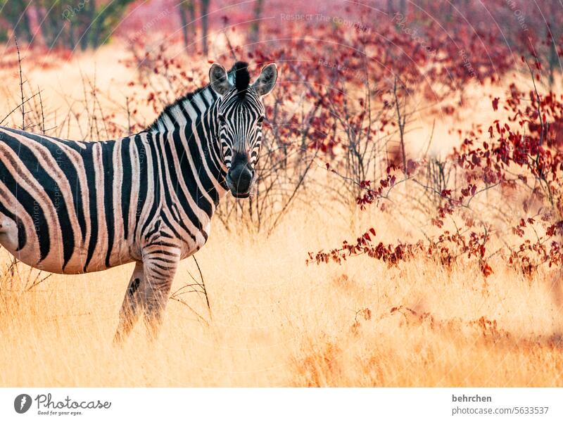 when a moment should be eternal Grass Environment Animal protection Love of animals Zebra crossing Impressive Adventure especially Freedom Nature