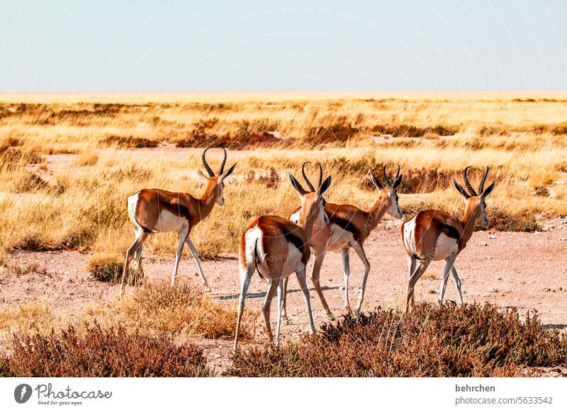 stubborn from behind Antelope Springbok etosha national park Etosha Etosha pan Wild animal Fantastic Exceptional Animal portrait Free Wilderness Namibia Safari