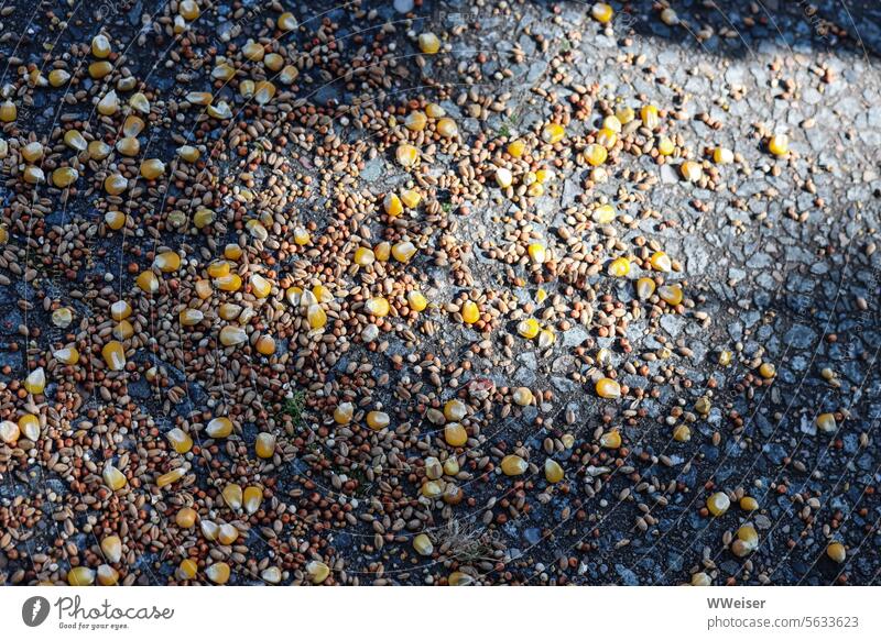 Birdseed, especially corn, is scattered on the asphalt Ground Street Asphalt birds Maize grains corn kernels Distributed Feeding Offer Shadow Town Exterior shot