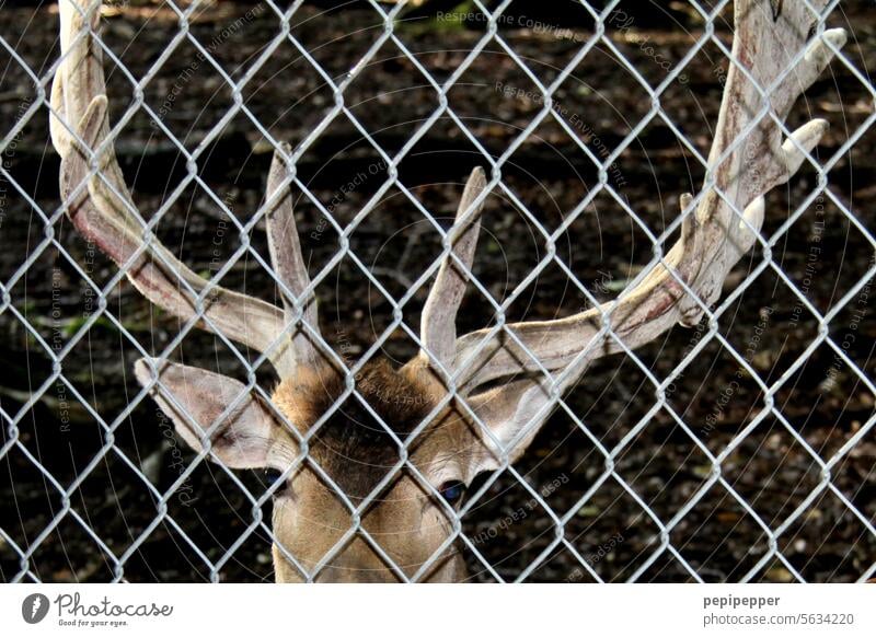Behind bars - Deer behind a fence Captured Fence Animal portrait Exterior shot Colour photo Wire netting fence Wire fence Animal face Threat Freedom Barrier