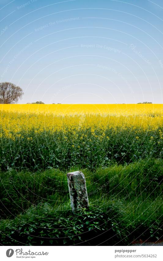 Rape field with boundary stone in the foreground Canola field Oilseed rape flower Oilseed rape cultivation Rape fields RAPE FLOWERS Field Yellow