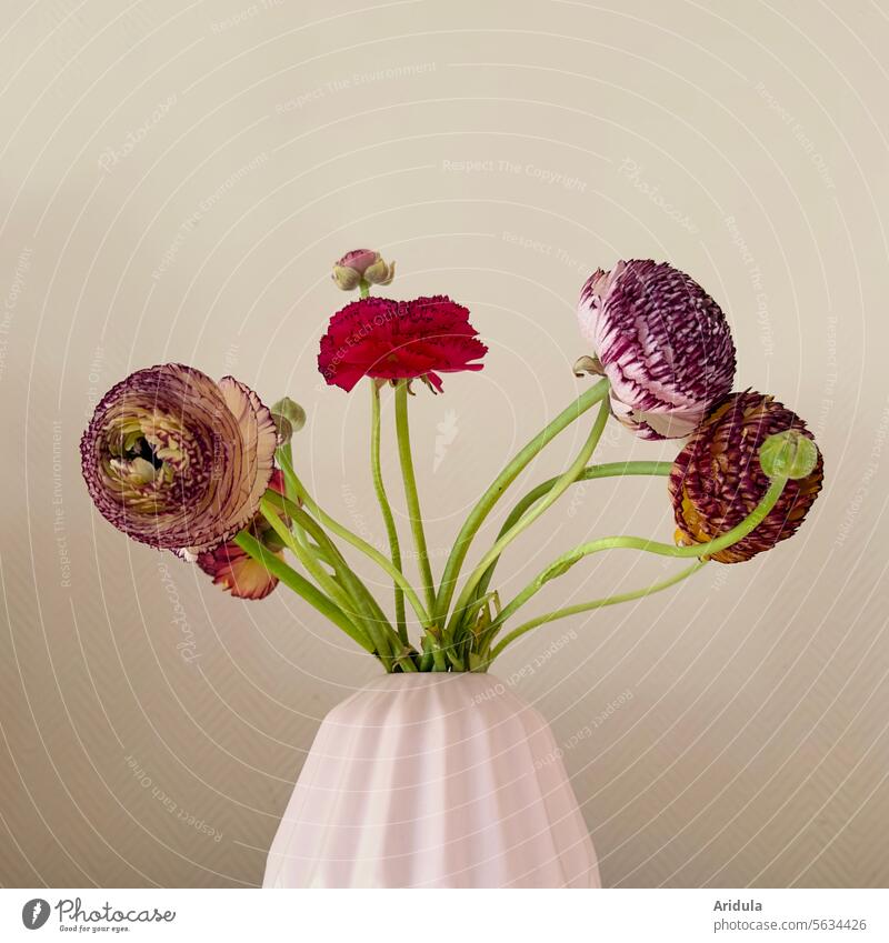 Ranunculus in a pink vase Spring flowers Ostrich Bouquet Vase Pink Blossom Decoration flora Buttercup Interior shot Minimalistic Wall (building) Beige Red