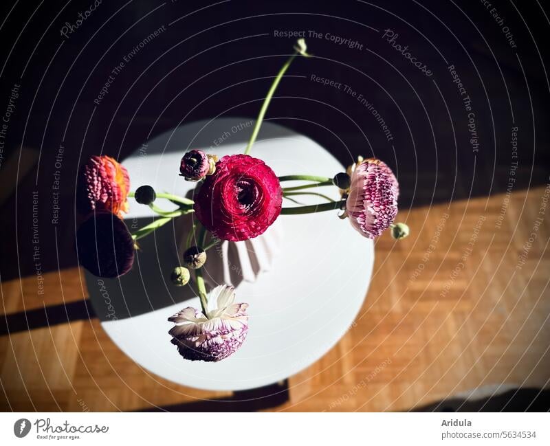 Colorful ranunculus on a white table Ranunculus flowers Bouquet blossoms Spring Blossom Flower Pink Decoration flora Contrast Light Shadow Bird's-eye view