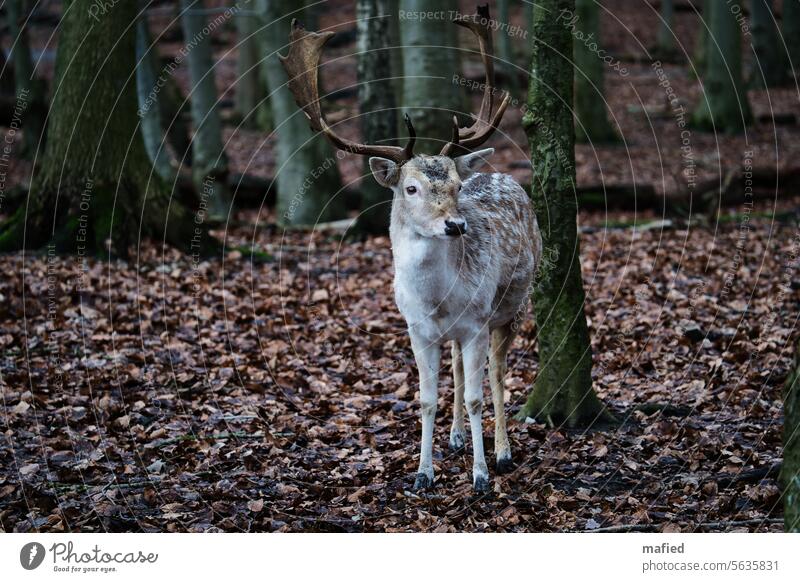 Fallow deer in the forest fallow deer Forest Animal Enclosure Pelt antlers Wild animal trees foliage Winter Be confident Green Brown clearing Nature