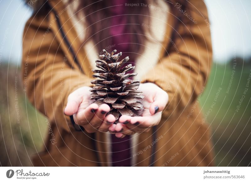 from summer for you Feminine Young woman Youth (Young adults) Hand Fingers 13 - 18 years Child Nature Autumn Cone Stone pine pinecone Observe Discover