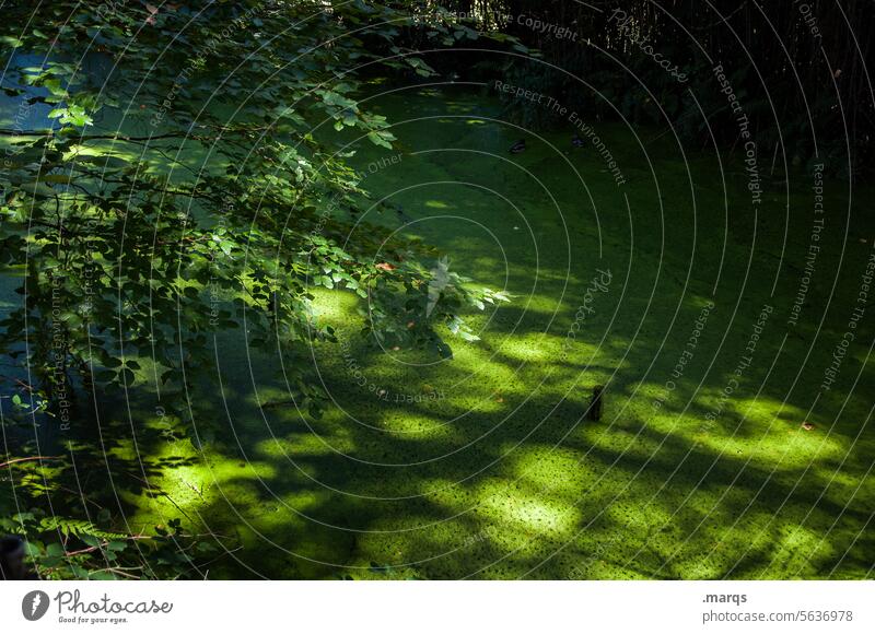 biotope Idyll Surface of water Mysterious water protection area pond silent Biological Biology Experiencing nature Nature reserve Pond Environment Plant Calm