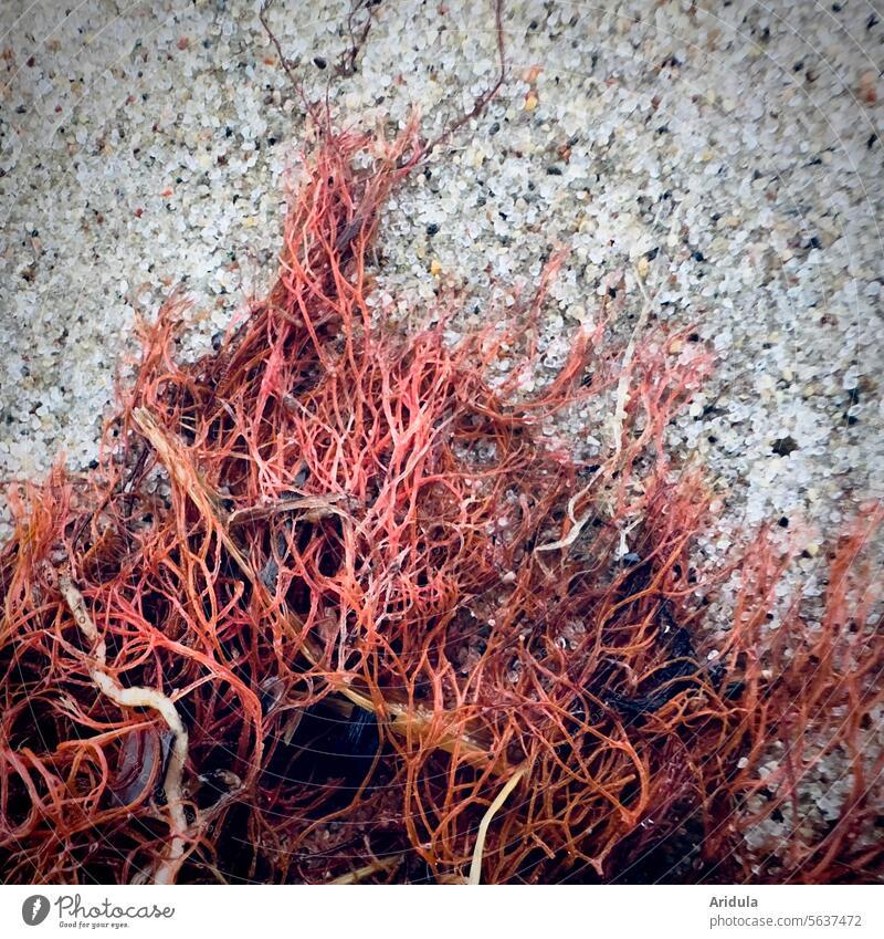 Red algae? Beach Sand Ocean Baltic Sea Water coast