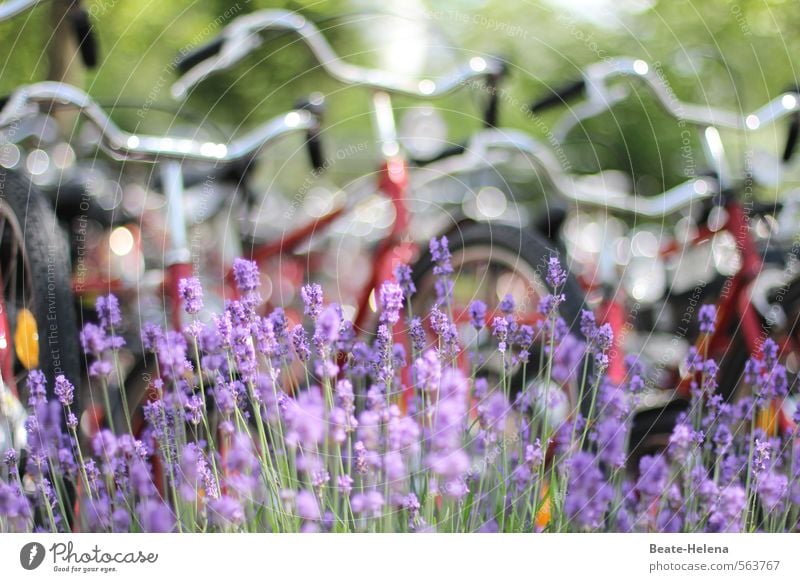 I want to ride my bicycle Fitness Leisure and hobbies Cycling Vacation & Travel Summer Sports Bicycle Nature Plant Beautiful weather Lavender Street Movement
