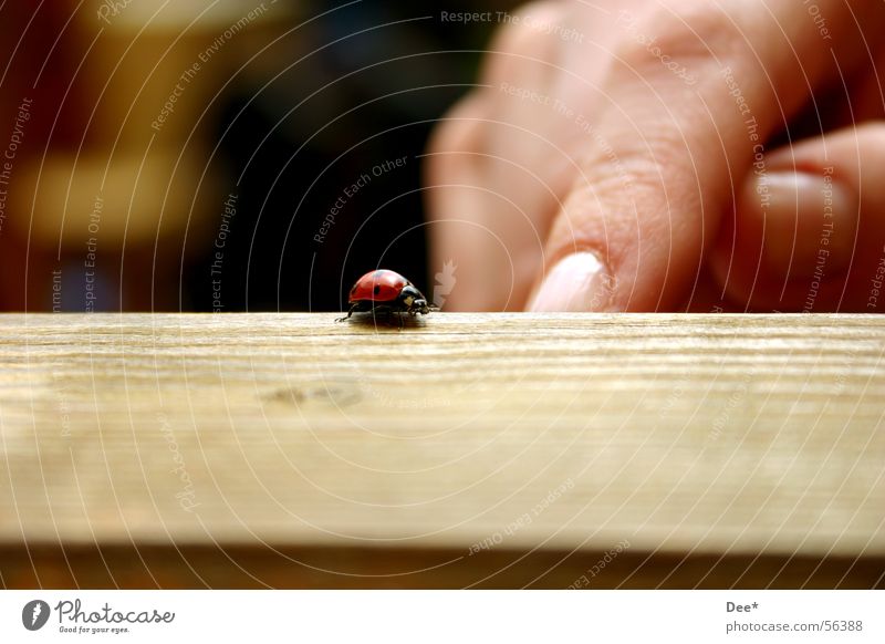 on the run Ladybird Delicate Red Small Animal Fingers Europe Hand Table Furniture Man European Gaudy Helpless Exterior shot Wide angle Close-up Germany Nature