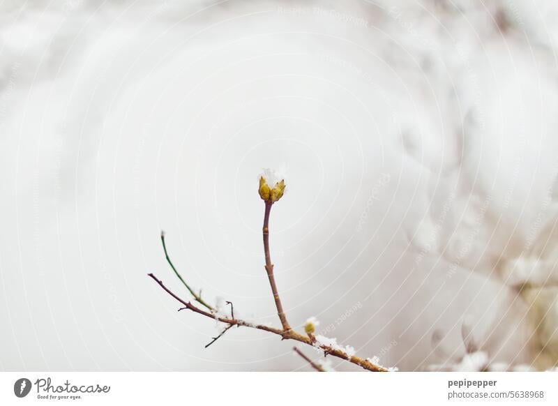 Snow on a plant bud Plant Nature Flower Blossom Close-up Exterior shot Winter Winter mood winter Wintertime Winter's day winter landscape Cold White chill