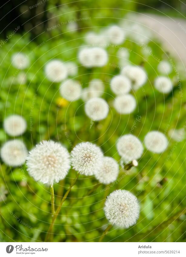 Dandelions by the wayside puff flowers Spring umbrella Sámen dandelion Plant Nature Ease Wild plant White Soft dandelion seed off Meadow Green