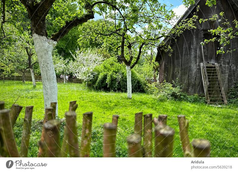 Orchard meadow in spring with woodshed apple trees Apple tree Spring Apple blossom Green Meadow Flake Woodshed Wooden house Blossom Tree Nature Sunlight White