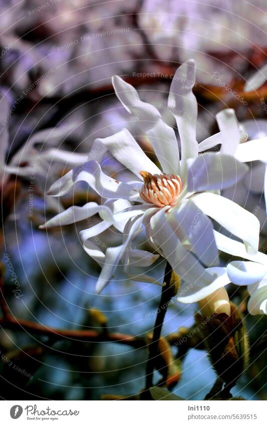 wide open blossom of the star magnolia Spring sunshine plant shrub Tree ornamental wood Flowering shrub Spring flowering plant Magnolia plant Magnolia stellata