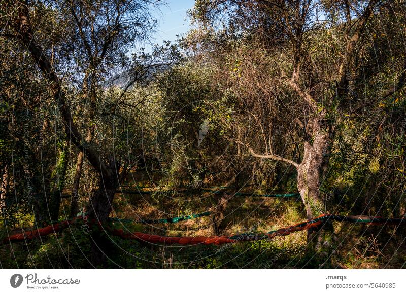 olive grove Ecological Sustainability Environment Agricultural crop Mediterranean Olive tree Nature Olive grove Sky Catching net Summer