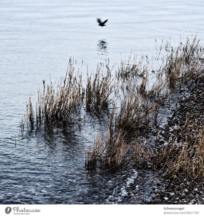 🐦‍⬛ Lakeside Bird's-eye view Water Grass