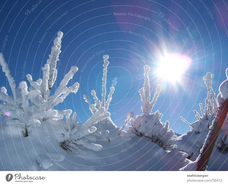 Radiant fir tree Winter Fir tree Back-light Virgin snow Snow Sun dazzling Blue sky Ice