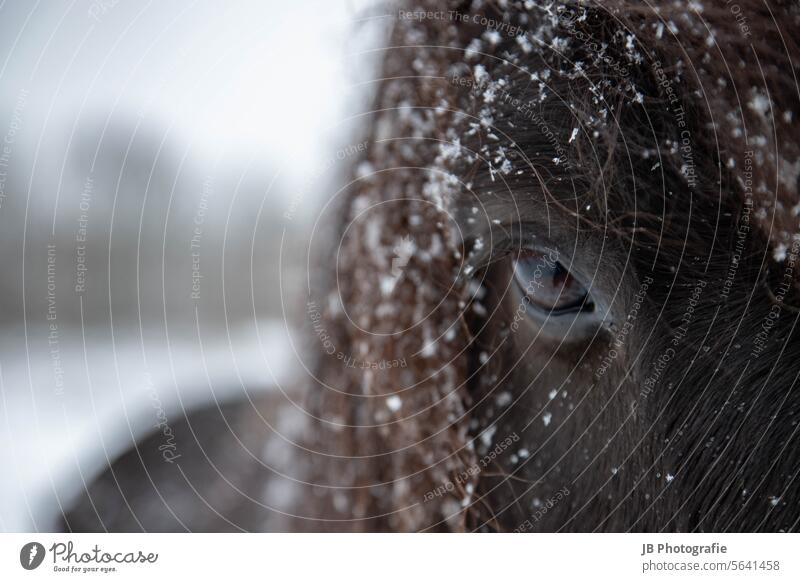 Horse eyes in winter Eyes Icelandic horse island horses Horse's eyes Winter Snow Snowflake Animal Exterior shot Wild Willow tree Outdoors Meadow Close-up Detail