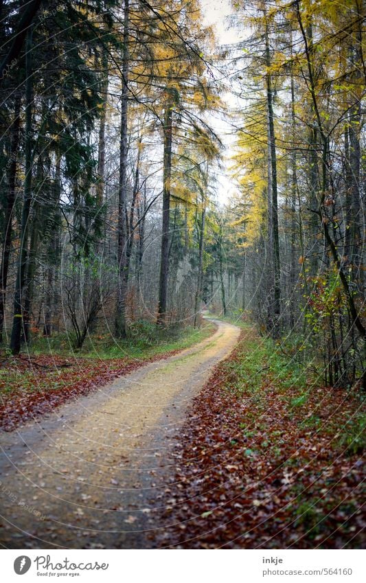 . Trip Far-off places Hiking Environment Nature Animal Autumn Winter Beautiful weather Fog Deciduous tree Leaf Tree Forest Footpath Promenade Mixed forest