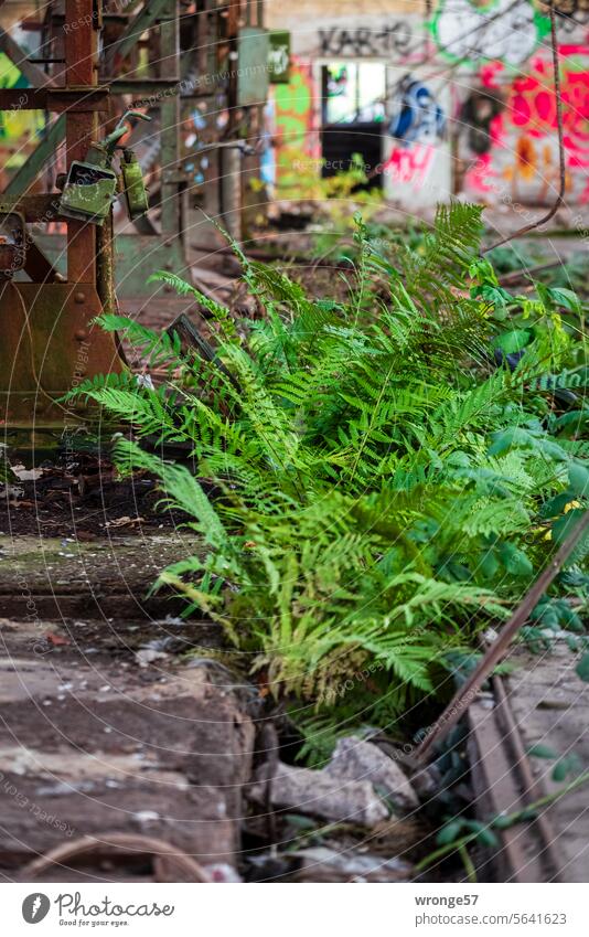 Fern fronds grow magnificently in a dilapidated factory building ferns fern frond green fern fronds Derelict dilapidated hall Workshop Hall Transience Old