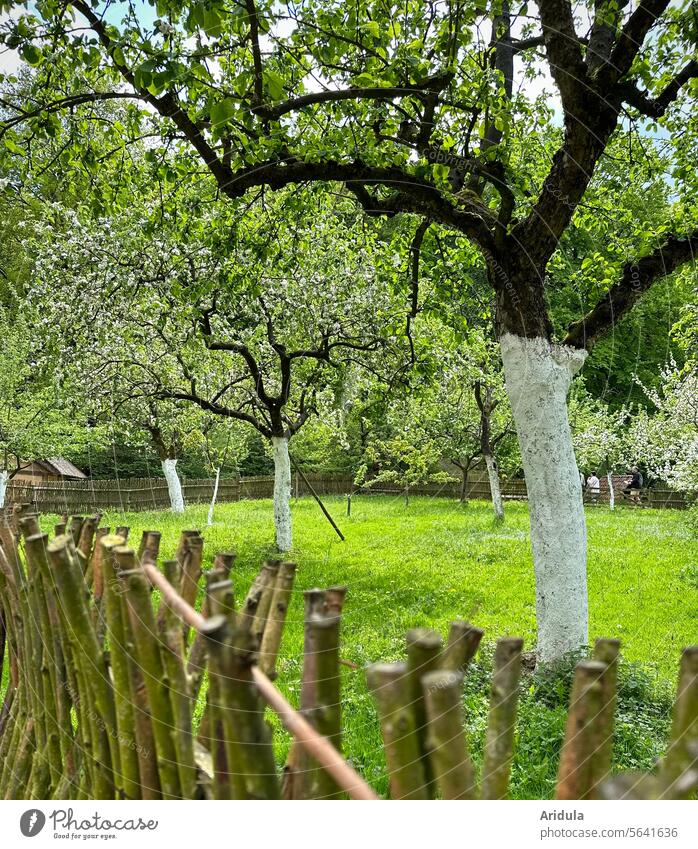 Fruit trees in spring behind a willow fence Fruittree meadow Fruit garden fruit Garden sun protection Tree trunk Beautiful weather apple trees Apple tree Spring