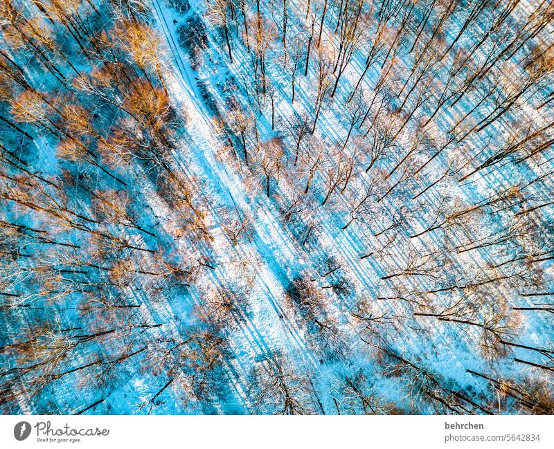 winter poetry Tree trunk tree trunks Shadow Bird's-eye view from on high drone Sunlight Branches and twigs Colour photo Dreamily Winter walk Snowscape