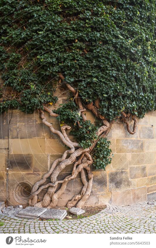 An old ivy with a gnarled trunk winds its way along a stone wall. Tree Summer Exterior shot Colour photo Deserted Light Day Ivy Tree trunk Wall (barrier)
