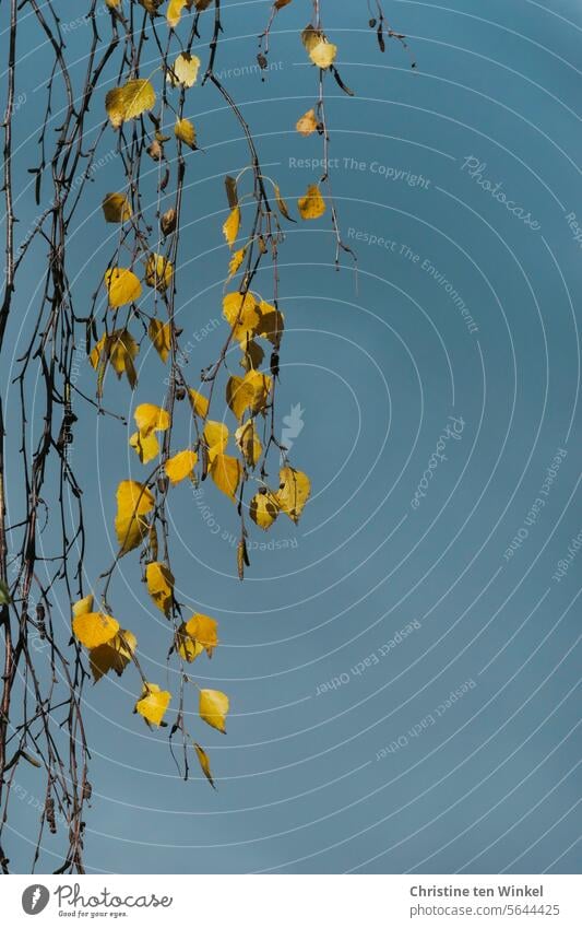 yellow leaves on a birch tree against a gray-blue sky Birch leaves Birch tree autumn leaves Autumn feeling transient autumn impression Ambience Illuminate