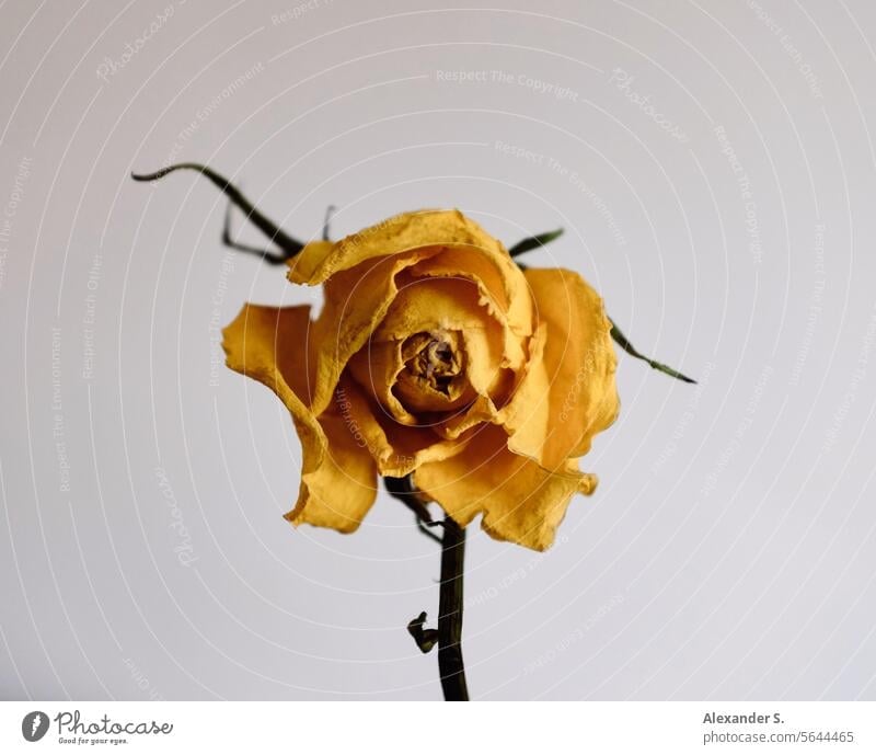 Withered yellow rose in front of a white wall pink Flower Blossom Yellow Plant fading Limp wilting flower Transience Faded withered rose Still Life vanitas