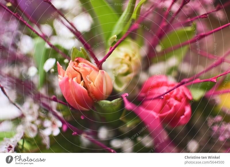 Bouquet of flowers with tulips Spring blossom Blossoming pretty Valentine's Day Easter Mother's Day Love Birthday cut flowers romantic flowers daylight Joy