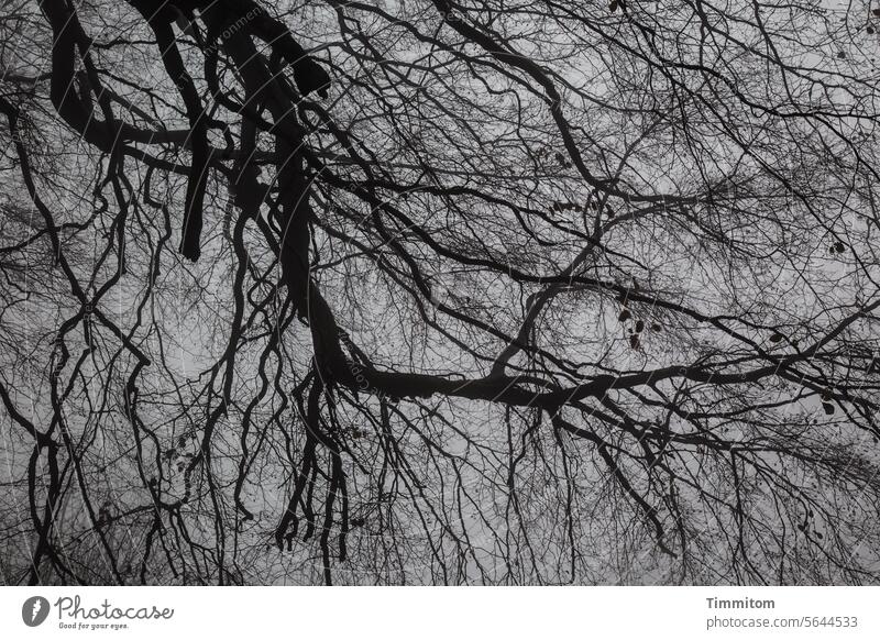 Somehow tight Tree branches Branches and twigs Bleak Autumn Winter Narrow Nature Sky Exterior shot Deserted Black & white photo