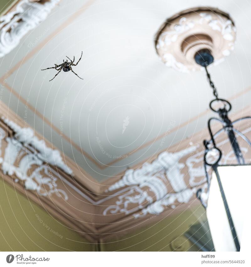 A spider descends from a historic stucco ceiling Spider Spider's web Insect Legs Threat Fear Spider legs Crawl Creepy Disgust 1 Animal portrait