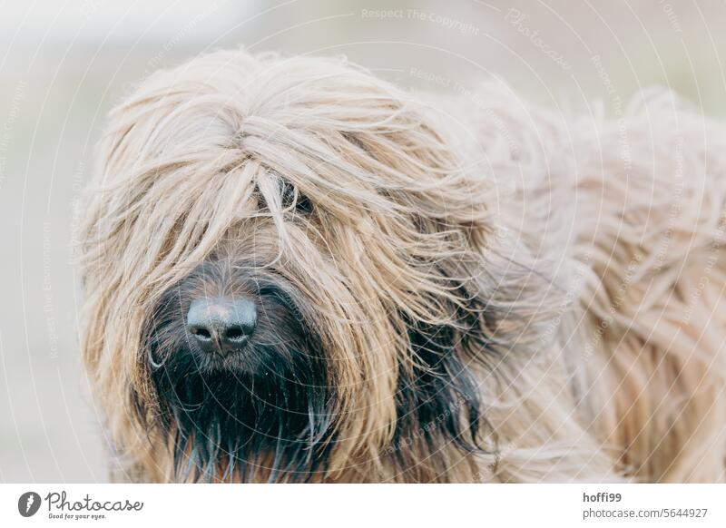 The dog looks through its wild mane with one eye into the camera dog portrait Long-haired dog Looking into the camera Briard Wäller Pet Dog Animal