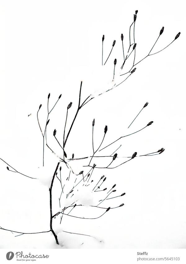 a leafless plant in the snow Snow Snow layer Baby's-breath gypsum herb Abstract snow-covered lines abstraction transient Transience abstract pattern Pattern