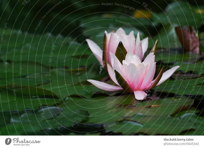 Pink water lilies flowers Summer Water lily Green Pond Nature Plant Blossom Flower Water lily pond Water lily leaf Exterior shot Colour photo Deserted