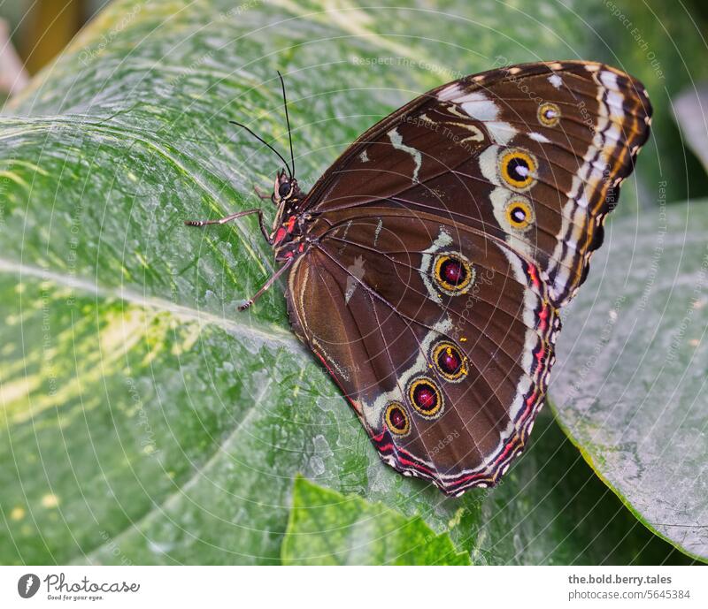 Blue morpho butterfly sitting on a leaf Butterfly Insect Grand piano Animal Close-up Colour photo Animal portrait Deserted Plant Green Leaf