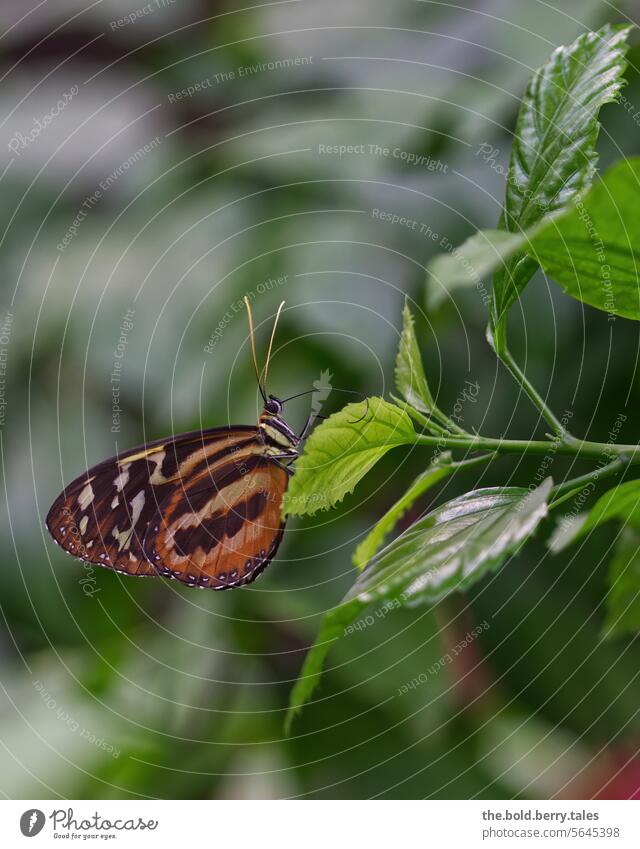 Butterfly in orange and black sitting on a leaf Orange Green leaves Plant Close-up Animal Colour photo Grand piano Insect Animal portrait Shallow depth of field