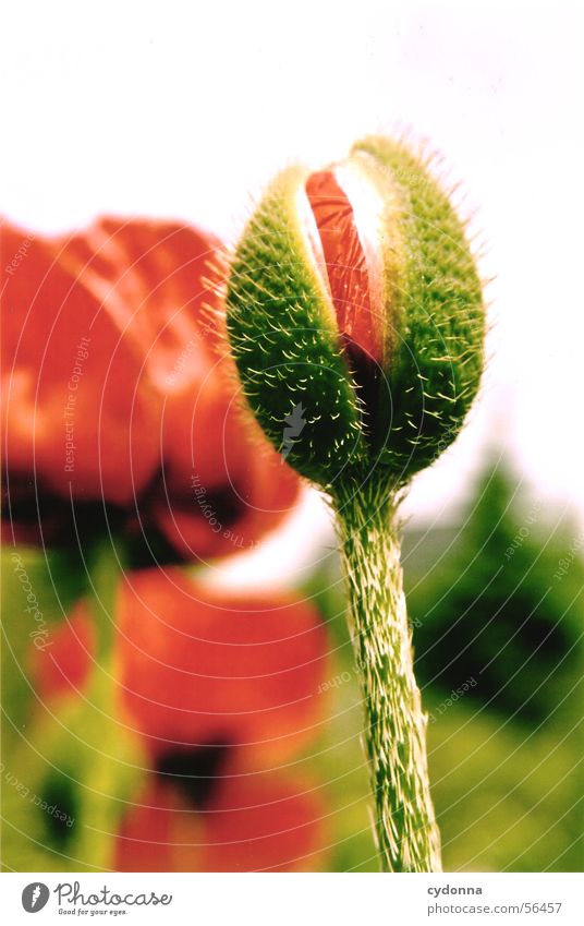 poppy bud Poppy Green Red Blur Plant Flower Summer Maturing time Blossom Macro (Extreme close-up) Close-up Bud Thorn Garden Nature Growth Stalk Electricity