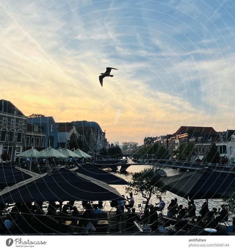 My last picture no. 940: Sunset suffer dutch Water idyllically Seagull Exterior shot Bird Evening Sky Twilight Restaurant outlook