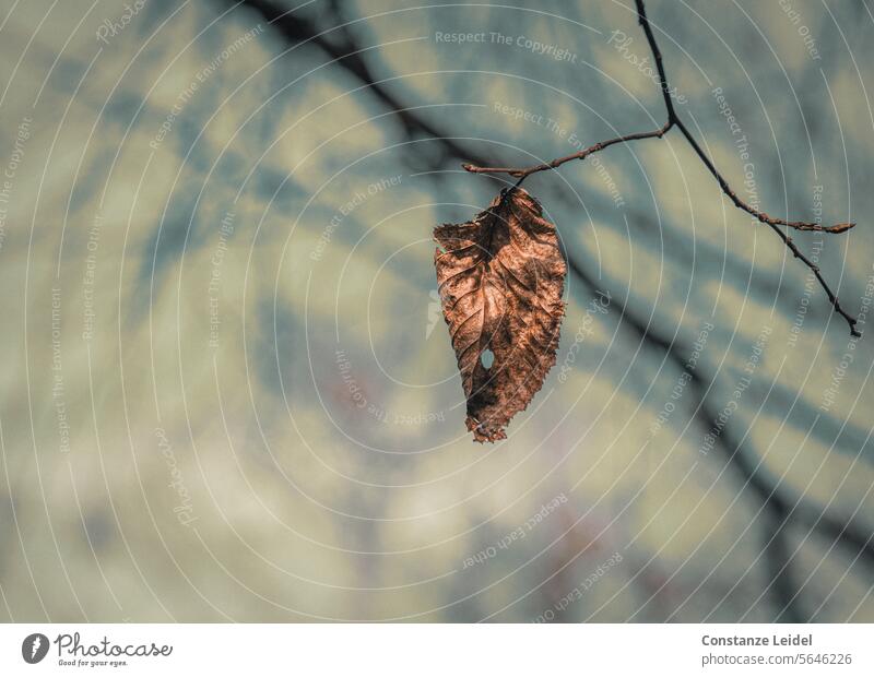 Withered leaf with hole on which branch? Leaf Decline Old Hang outlast withered Brown branches twigs Branched Twigs and branches Nature Autumn hazy blurred